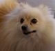 Pomeranian Chico