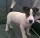 Jack russell terrier Johnson