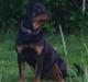 Rottweiler Tassen