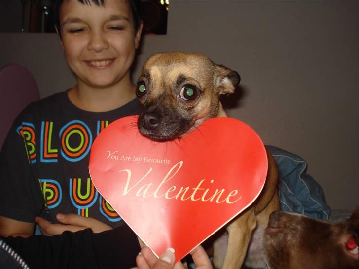 Chihuahua mille<3 billede 1