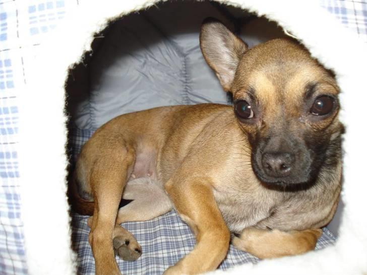 Chihuahua mille<3 billede 4