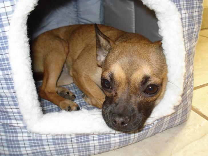 Chihuahua mille<3 billede 5