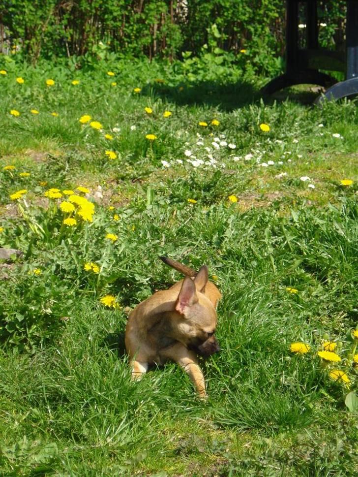 Chihuahua mille<3 billede 6