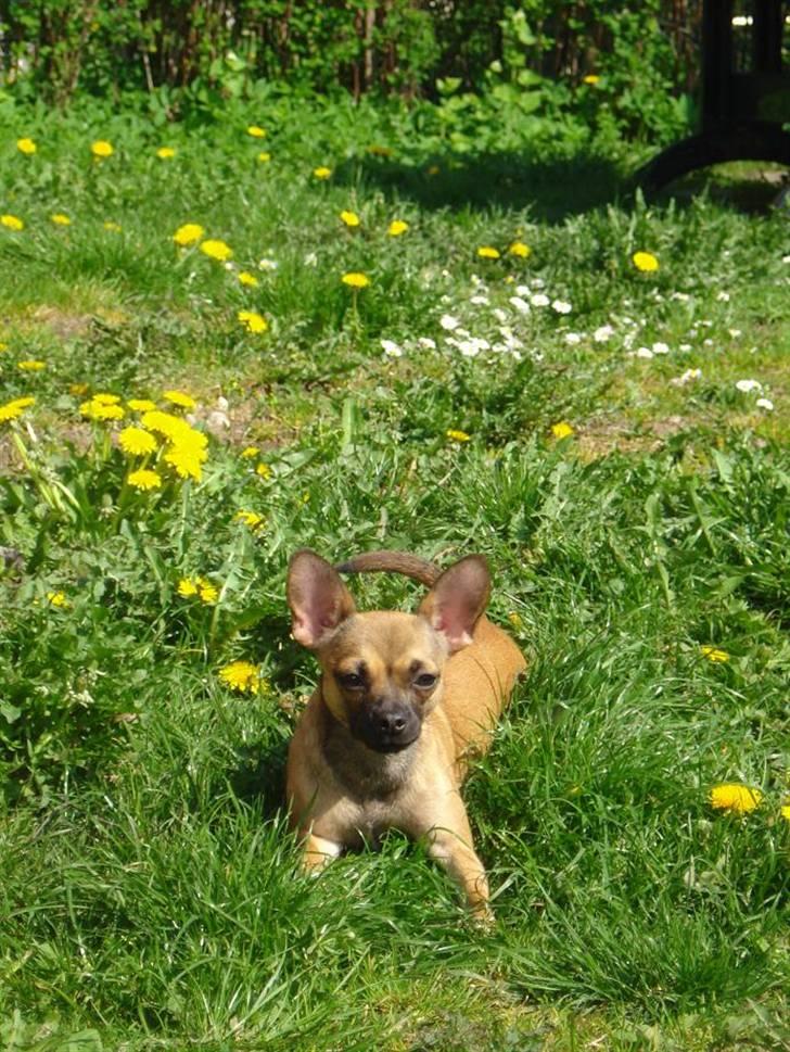 Chihuahua mille<3 billede 7