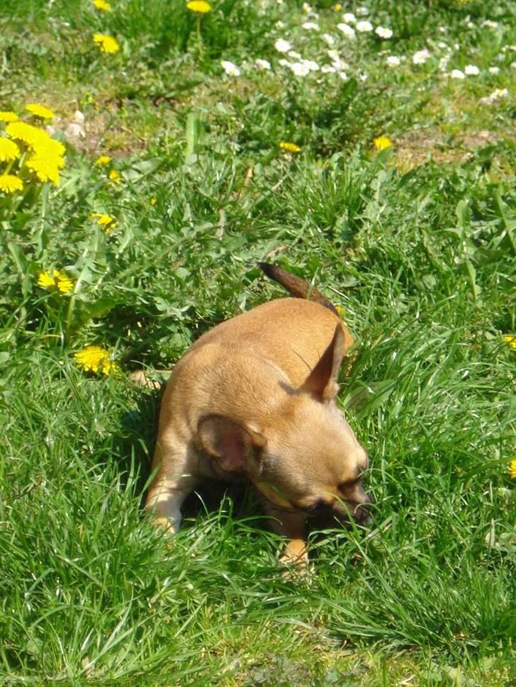 Chihuahua mille<3 billede 8