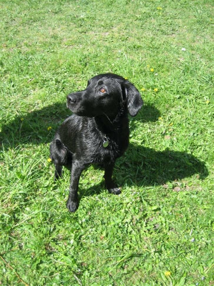 Labrador retriever Oscar - Oscar efter en lille svømmetur med hans ven Jan billede 1