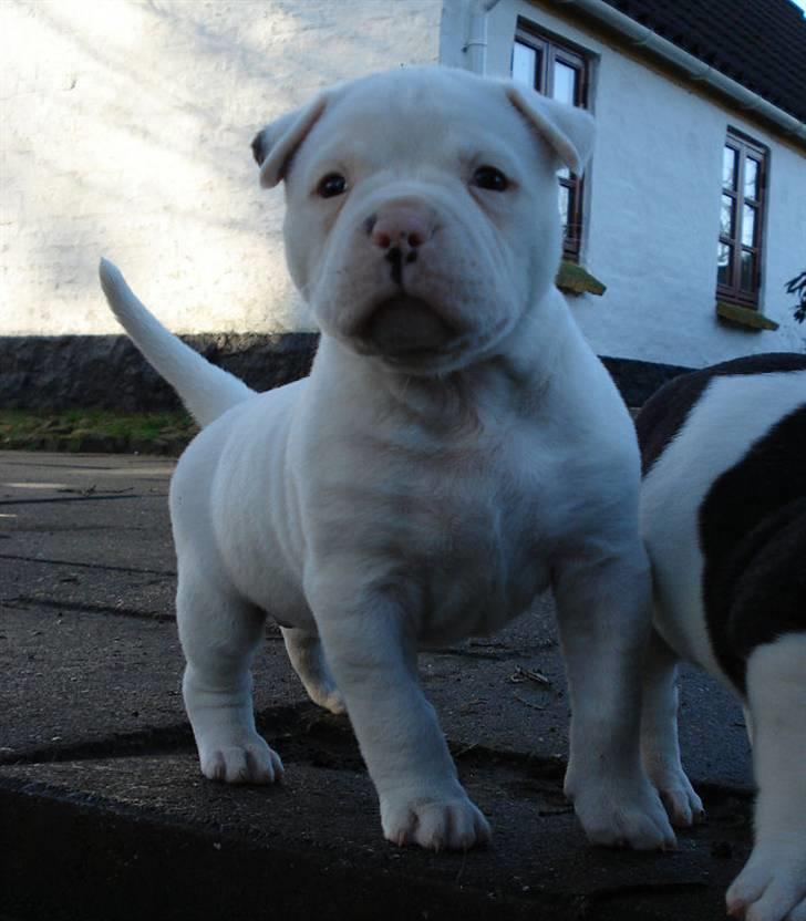 Amerikansk bulldog Sharp billede 1