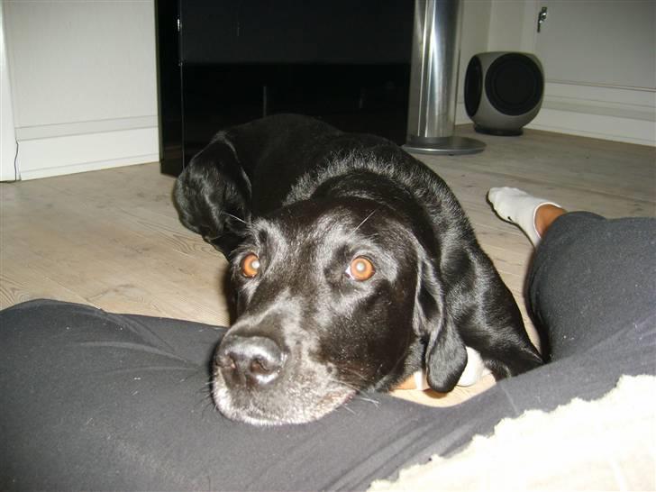 Labrador retriever Oscar - Uhmmmm lige en lille lur her ved mor :0) billede 3