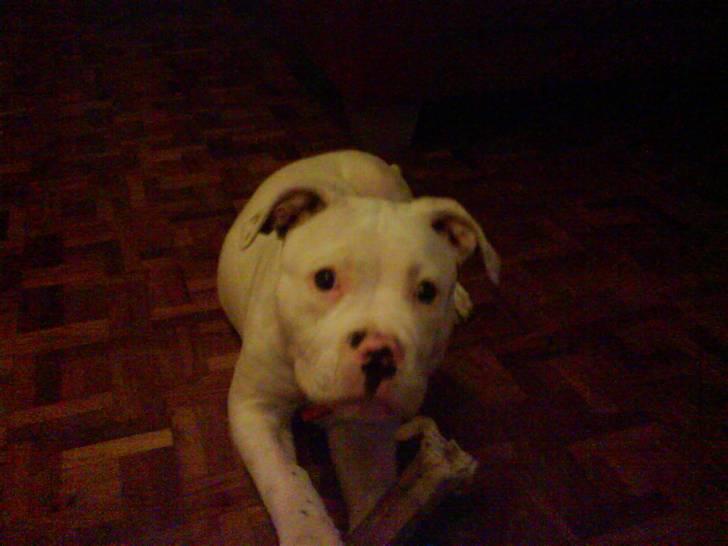 Amerikansk bulldog Sharp billede 2