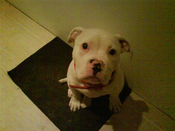 Amerikansk bulldog Sharp billede 3