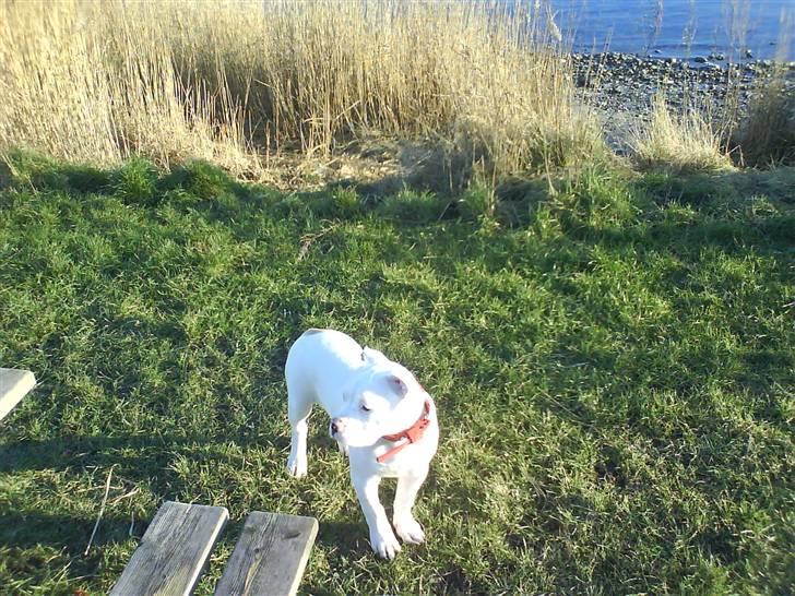 Amerikansk bulldog Sharp billede 5