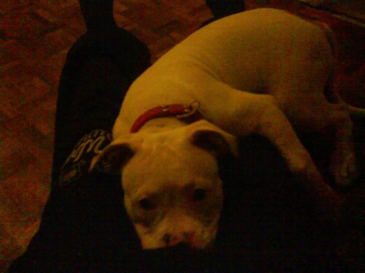 Amerikansk bulldog Sharp billede 6