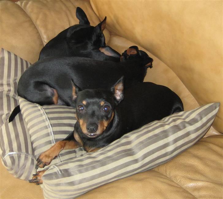 Dvaergpinscher Jane billede 1