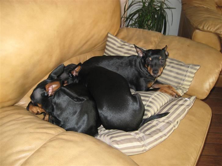 Dvaergpinscher Jane billede 2