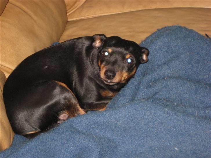 Dvaergpinscher Jane billede 3
