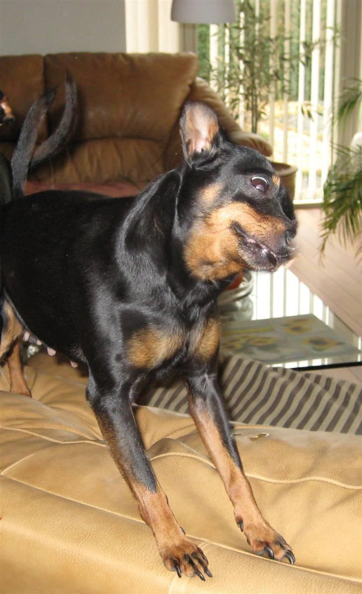 Dvaergpinscher Jane - Arg jeg er farlig billede 4