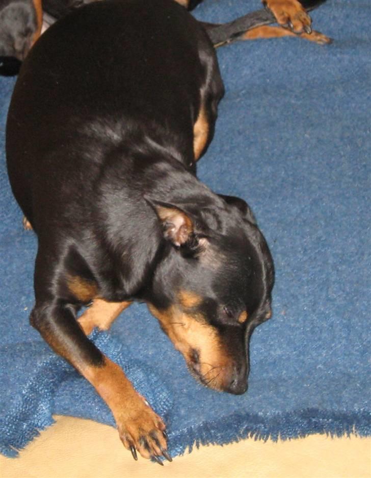 Dvaergpinscher Jane - uh min snude klær :) billede 5