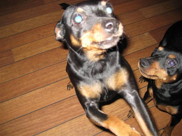 Dvaergpinscher Jane - Jeg vil gerne op ,, Uh Jeg vil så gerne op :) billede 10