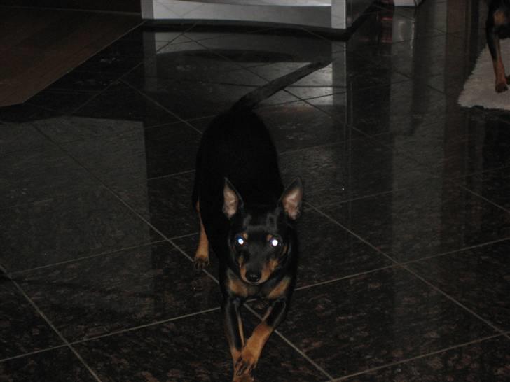 Dvaergpinscher Jane billede 11