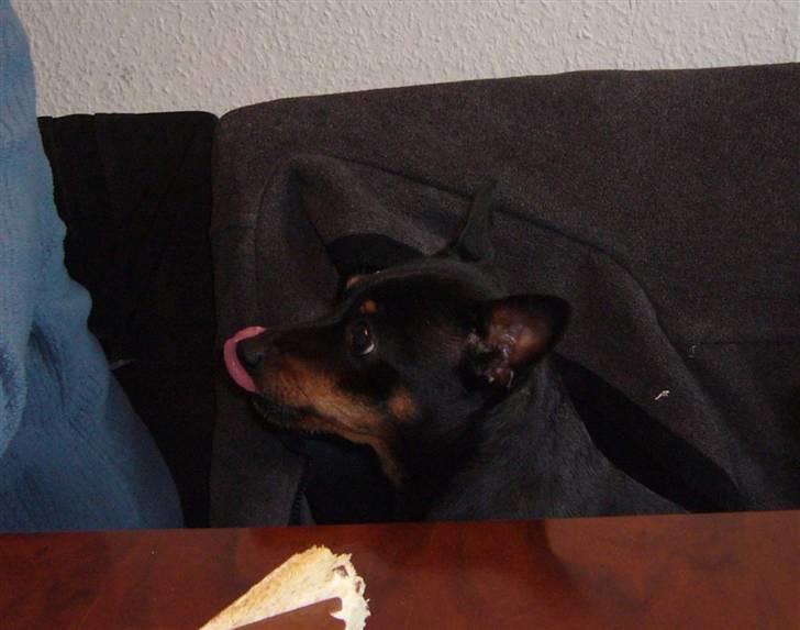 Dvaergpinscher Jane billede 12