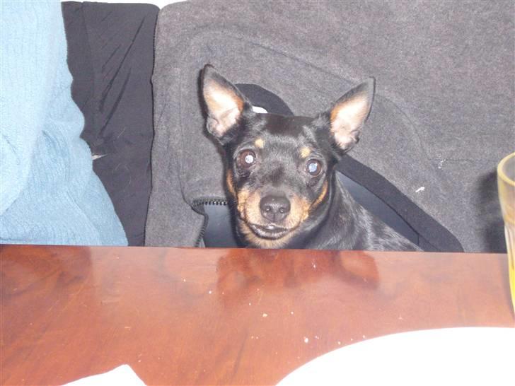 Dvaergpinscher Jane billede 13