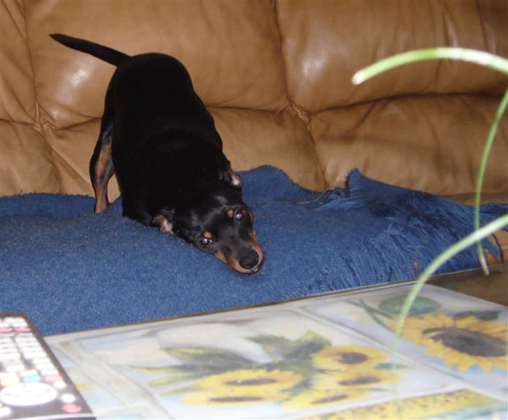 Dvaergpinscher Jane billede 14