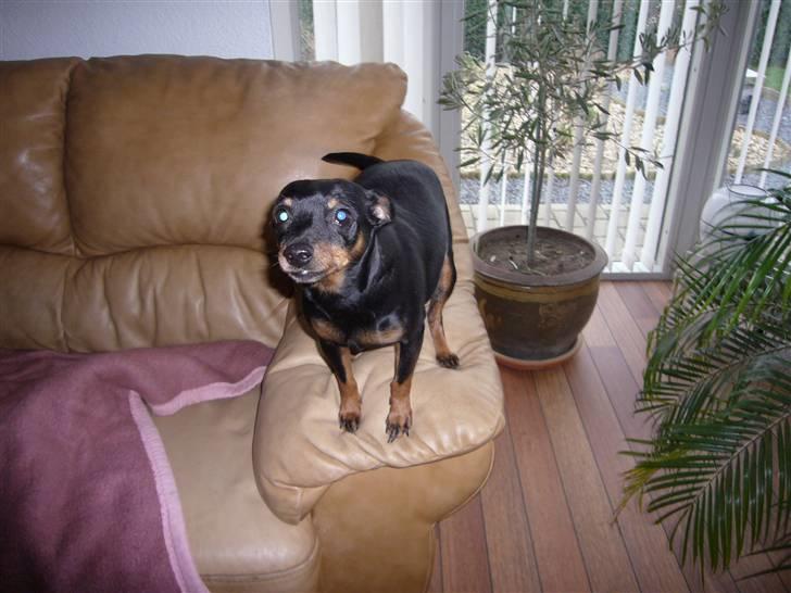 Dvaergpinscher Jane billede 15
