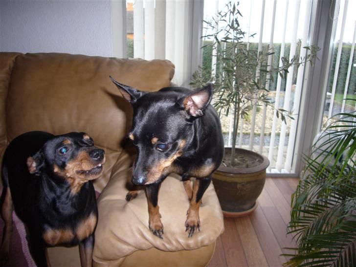 Dvaergpinscher Jane billede 16