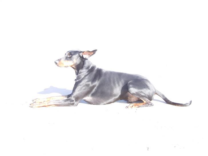 Dobermann Mikkel - Mikkel billede 1