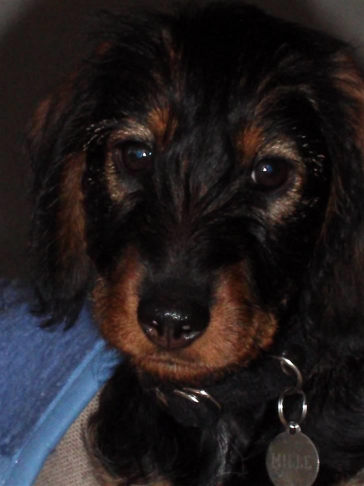 Gravhund Mille - Smukke Mille. billede 6