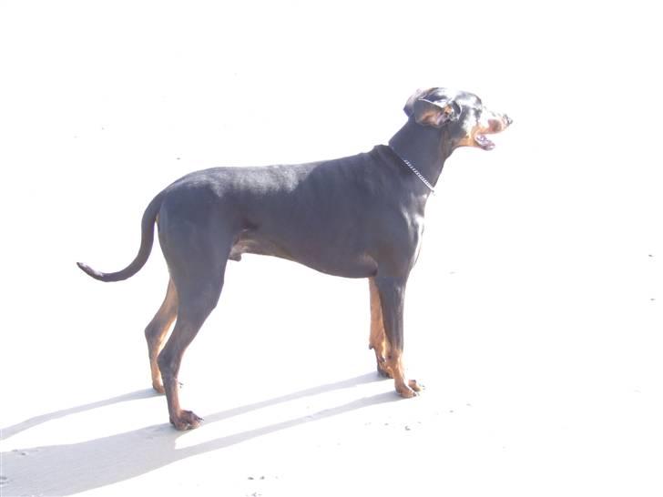 Dobermann Mikkel billede 2
