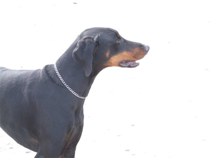 Dobermann Mikkel billede 3