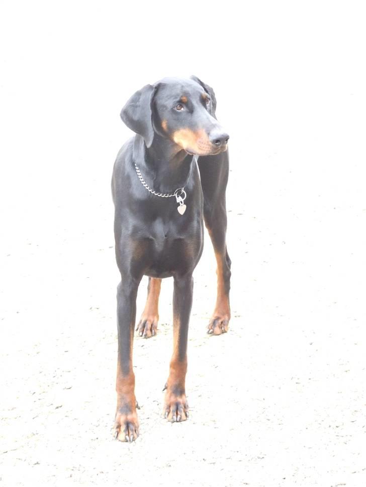 Dobermann Mikkel billede 4