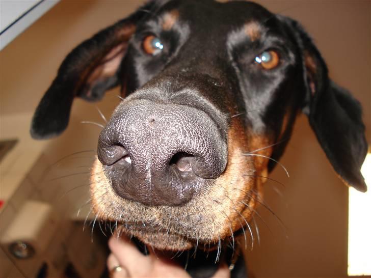 Dobermann Mikkel billede 5