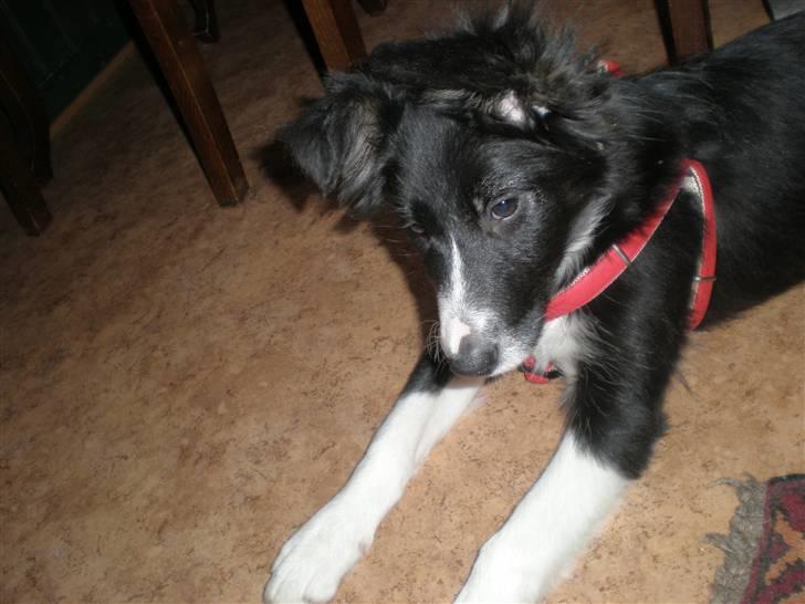 Border collie Mio  - Velkommen til Mio´s Profil , læg endelig en kommentar. :) billede 1