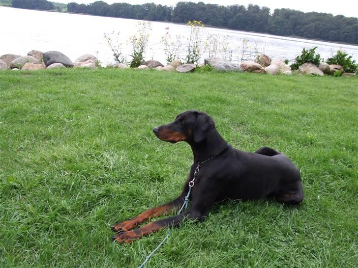 Dobermann Mikkel billede 6