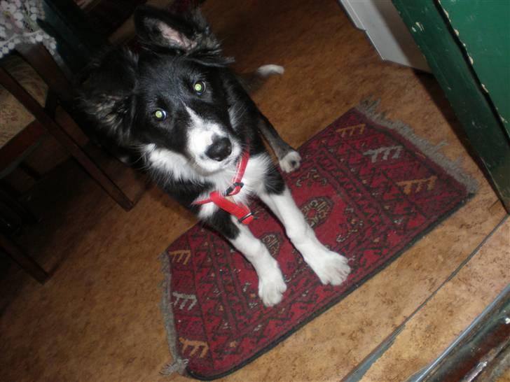 Border collie Mio  billede 2