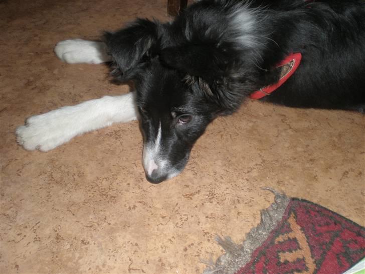 Border collie Mio  billede 3