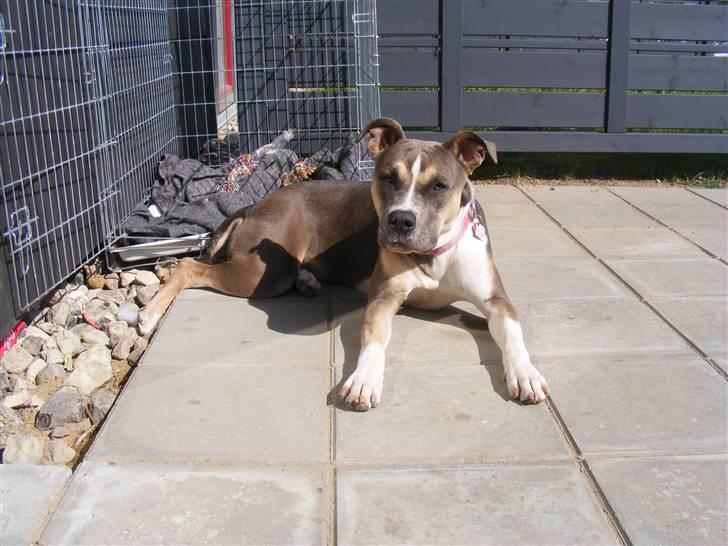 Blanding af racer Joy - Sitter jeg ikke fint :o) billede 12