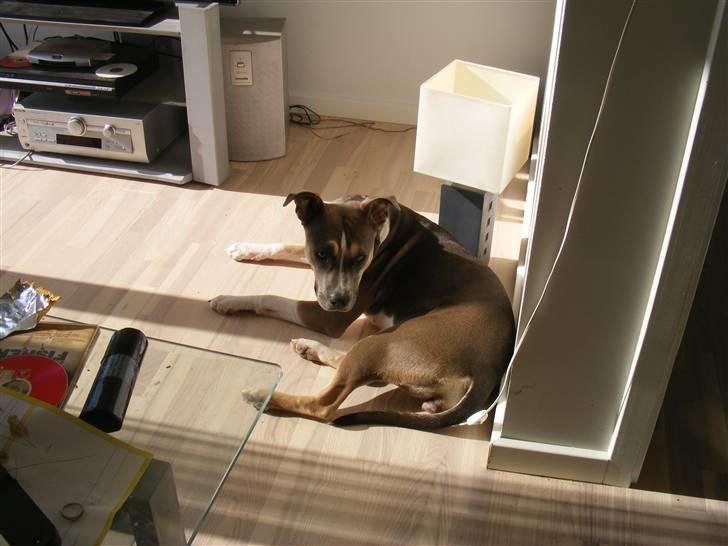 Blanding af racer Joy - Jeg er bare dejlig billede 13