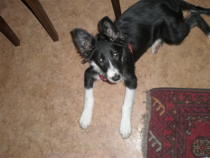 Border collie Mio  billede 4