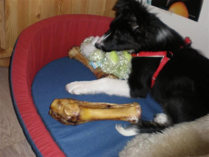 Border collie Mio  billede 5