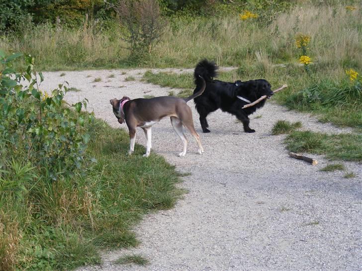 Blanding af racer Joy - Leg i hundeskov billede 15