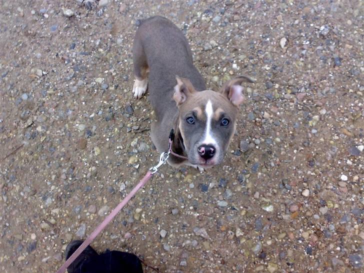 Blanding af racer Joy - fine mig igen :o) billede 16