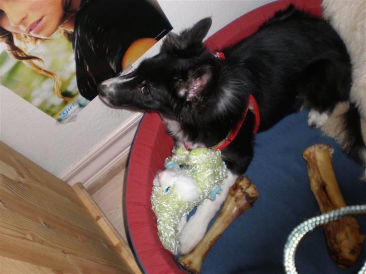 Border collie Mio  billede 6