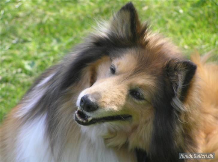Shetland sheepdog mikkel  (DØD) - Fotograf til alle billederne undtagen 2:  Reblifoto © her inde mia B (tilbyder fotografering) billede 1