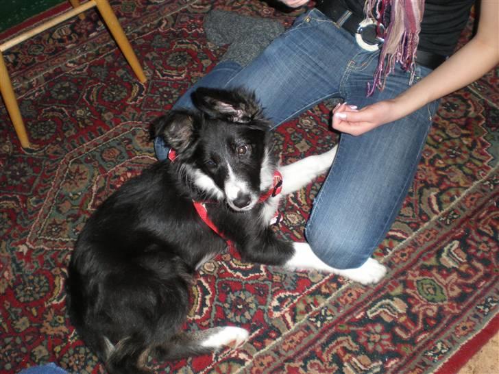 Border collie Mio  billede 7