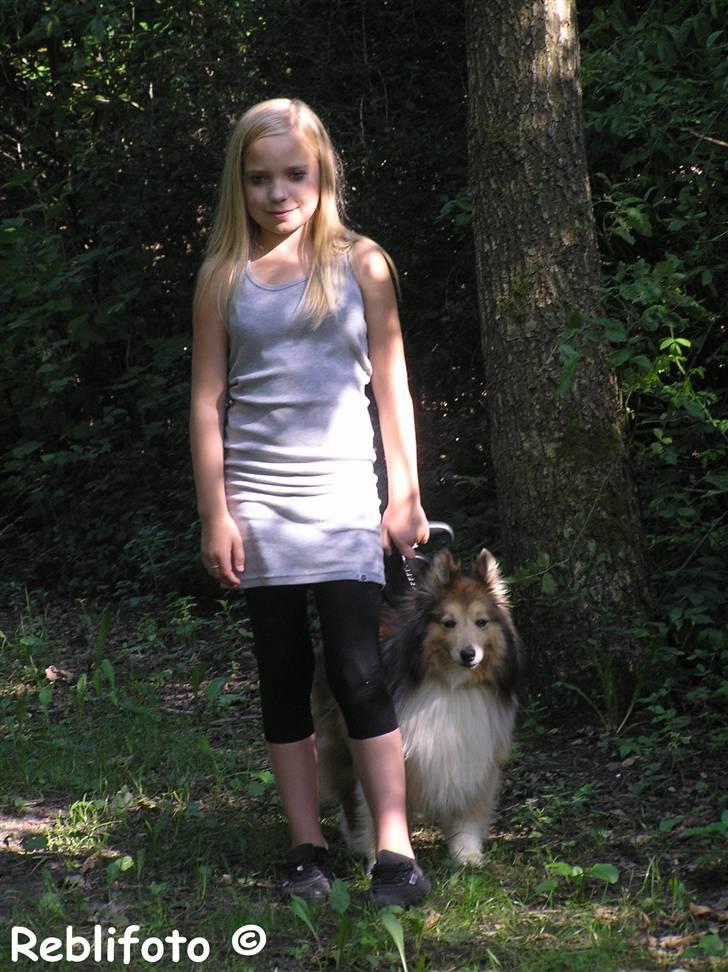 Shetland sheepdog mikkel  (DØD) billede 2