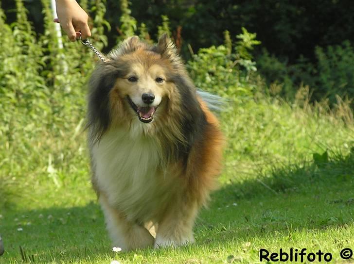 Shetland sheepdog mikkel  (DØD) - se mig!! billede 3