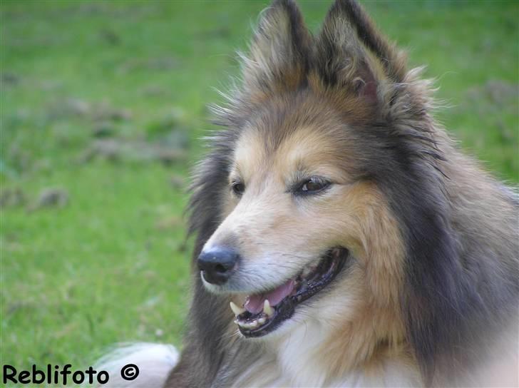 Shetland sheepdog mikkel  (DØD) billede 4